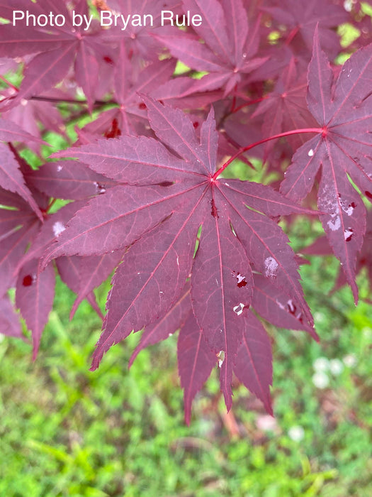 Acer palmatum 'Hefner's Red' Japanese Maple