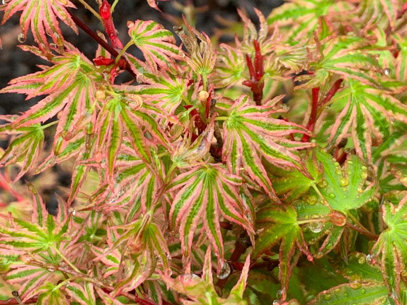 - Acer palmatum 'Ikandi' Japanese Maple - Mr Maple │ Buy Japanese Maple Trees