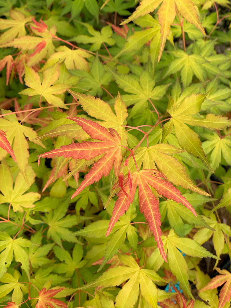 - Acer palmatum 'Kristin's Star' Japanese Maple - Mr Maple │ Buy Japanese Maple Trees