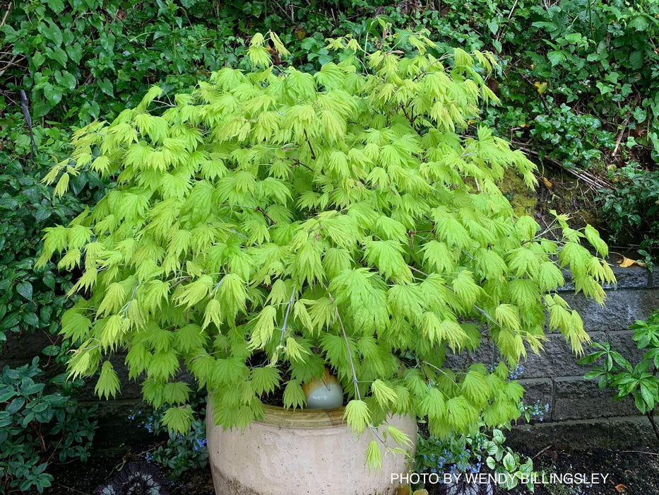 Acer shirasawanum ‘Bashful' Dwarf Full Moon Japanese Maple