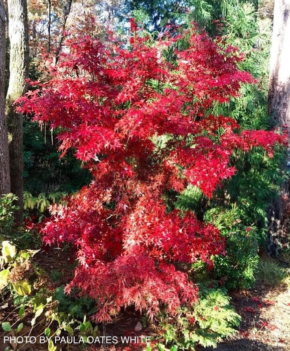 Acer palmatum 'Nuresagi' Japanese Maple