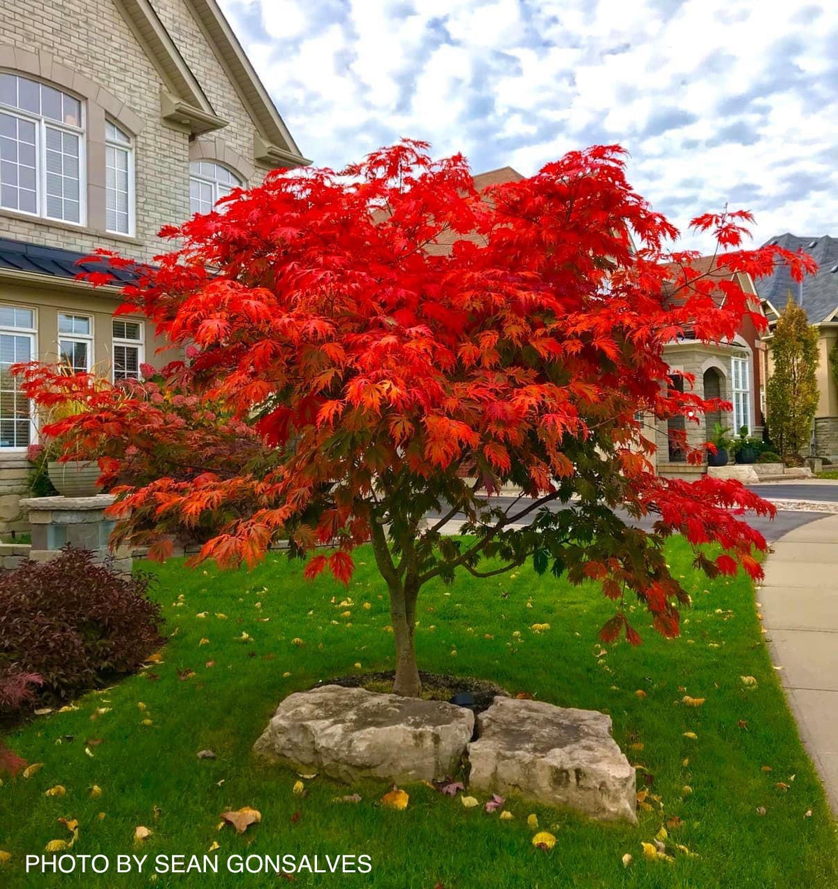 Buy Acer japonicum 'Mai kujaku' Dancing Peacock Japanese Maple