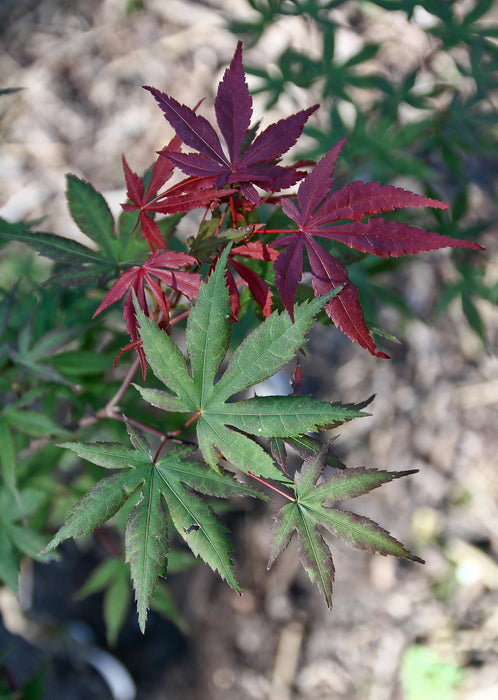 Acer palmatum 'Oriental Mystery' Japanese Maple