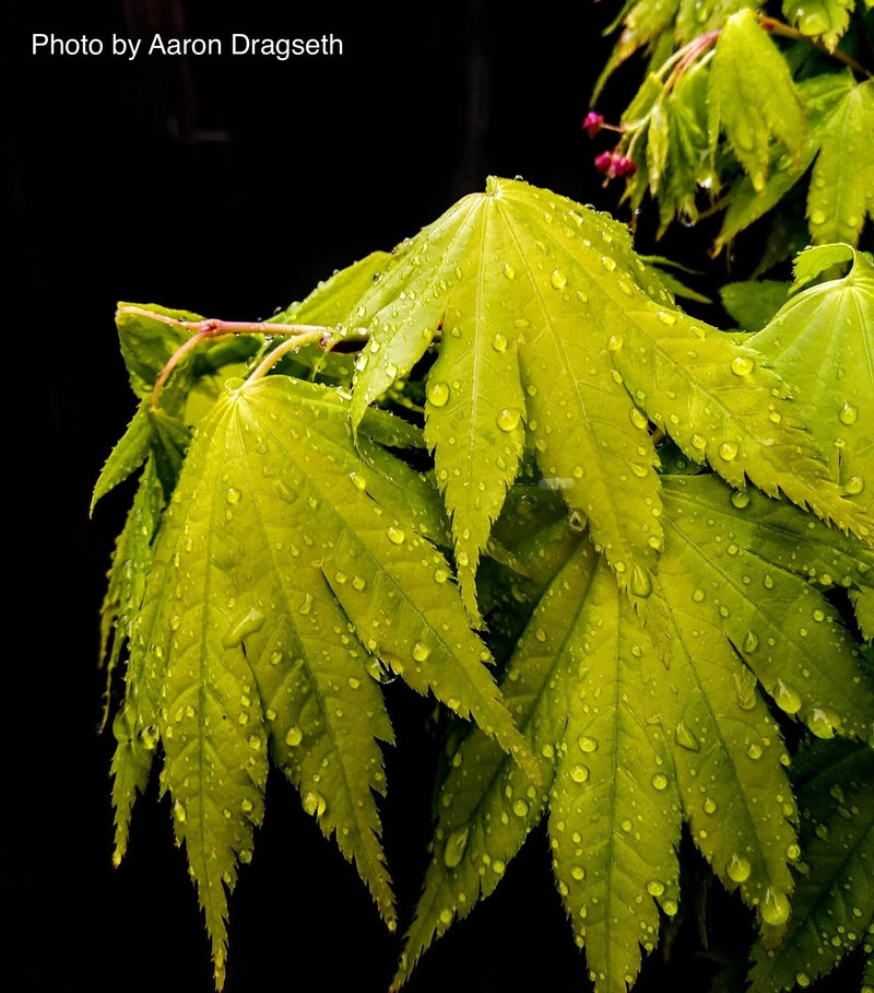- Acer shirasawanum 'Jordan' Golden Full Moon Japanese Maple - Mr Maple │ Buy Japanese Maple Trees