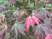 - Acer shirasawanum 'Bronze Age' Bronze Full Moon Japanese Maple - Mr Maple │ Buy Japanese Maple Trees