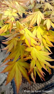 - Acer palmatum 'Dragon Master' Golden Weeping Japanese Maple - Mr Maple │ Buy Japanese Maple Trees