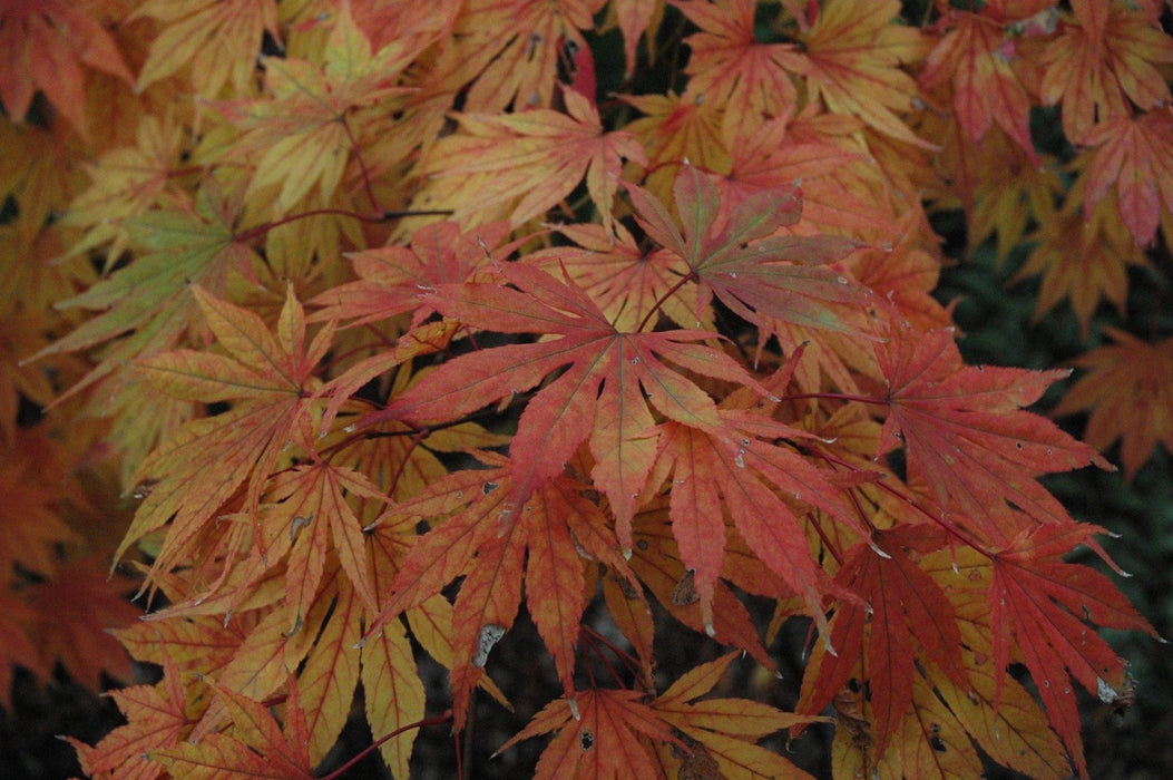 Acer palmatum 'Killarney' Japanese Maple