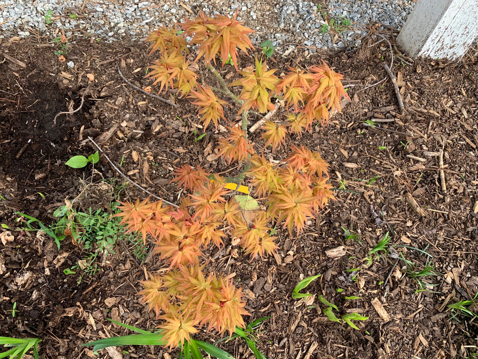Acer palmatum 'Munnkawa yatsabusa' Rare Dwarf Japanese Maple