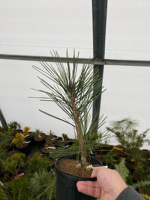 Pinus thunbergii 'Koshimura' Cork Bark Japanese Black Pine