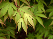 - Acer palmatum 'Osakazuki' Japanese Maple - Mr Maple │ Buy Japanese Maple Trees