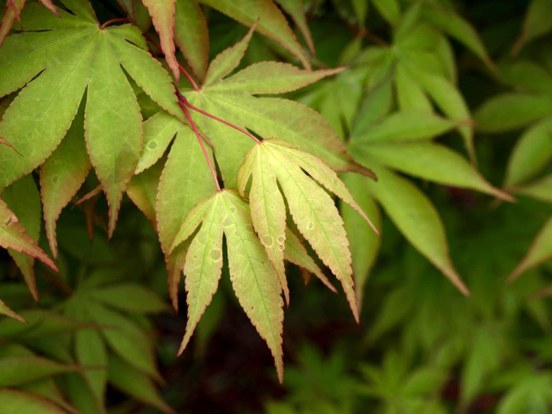 - Acer palmatum 'Osakazuki' Japanese Maple - Mr Maple │ Buy Japanese Maple Trees
