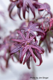 - Acer palmatum 'Peve Starfish' Japanese Maple - Mr Maple │ Buy Japanese Maple Trees