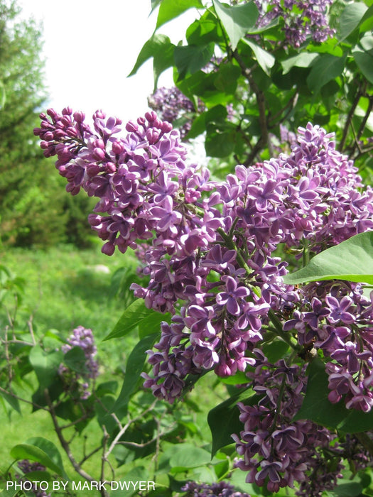 Syringa vulgaris ‘Albert F. Holden' Bicolor Lilac Tree