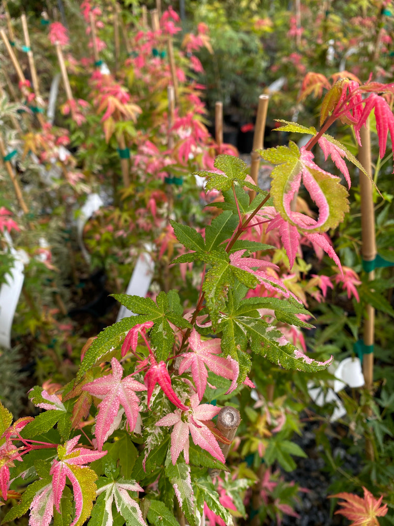 - Acer palmatum 'Ilarian' Japanese Maple - Mr Maple │ Buy Japanese Maple Trees