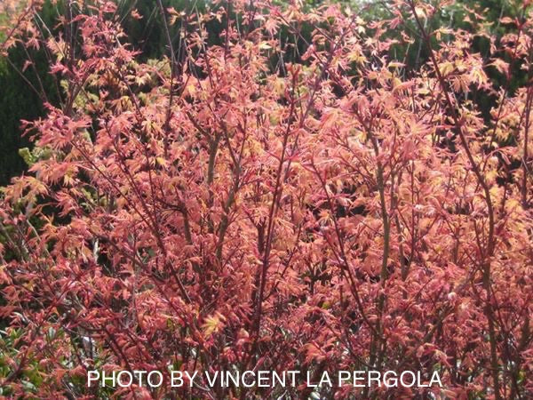 Acer palmatum 'Beni tsukasa' Pink Spring Interest Japanese Maple