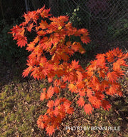 - FOR PICKUP ONLY | Acer japonicum 'Yama kage' Mountain Shadows Full Moon Japanese Maple | DOES NOT SHIP - Mr Maple │ Buy Japanese Maple Trees