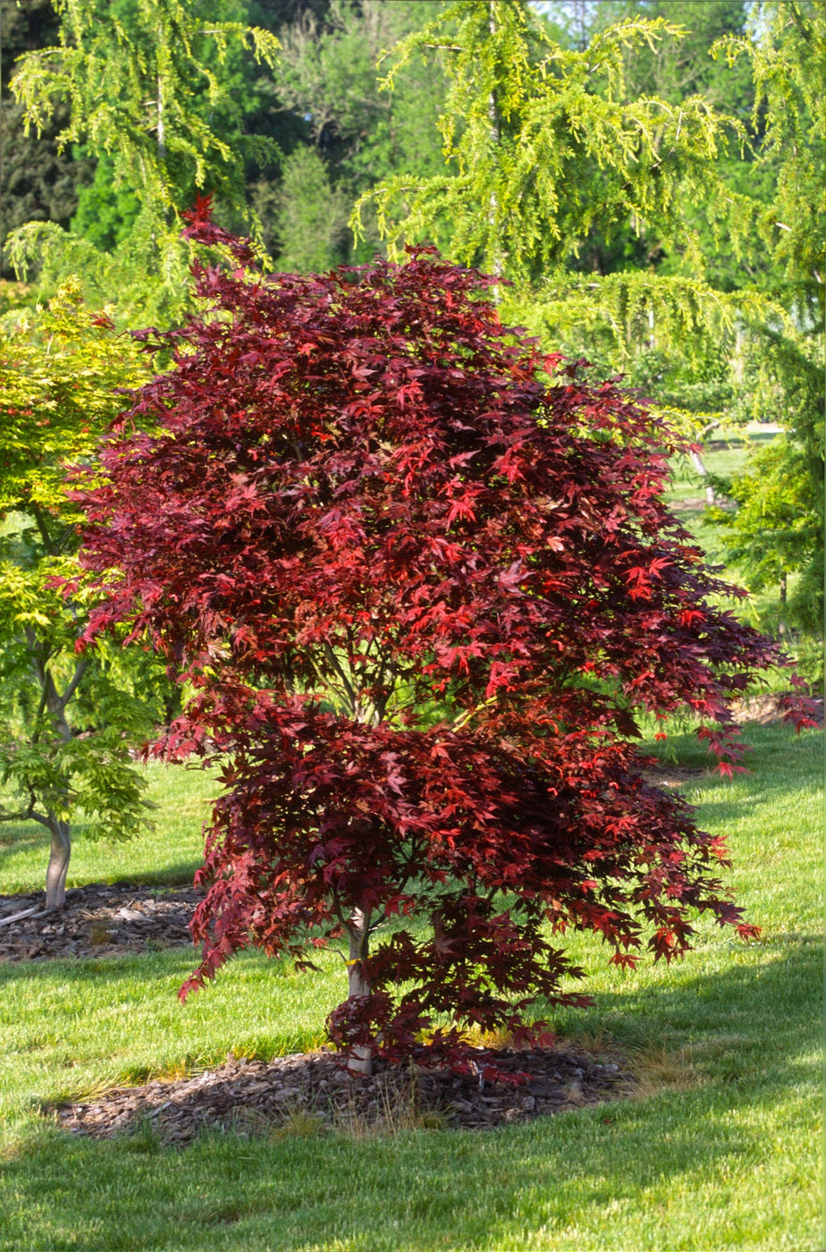 Buy Acer palmatum 'Purple Ghost' Japanese Maple — Mr Maple │ Buy ...