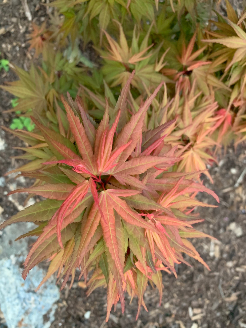 - Acer palmatum 'Mystic Mikawa' Miniature Japanese Maple - Mr Maple │ Buy Japanese Maple Trees