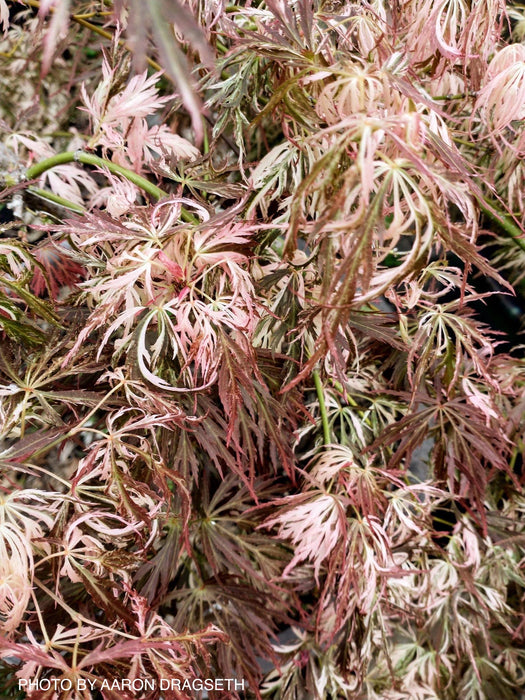 Acer palmatum 'Goshiki shidare' Japanese Maple