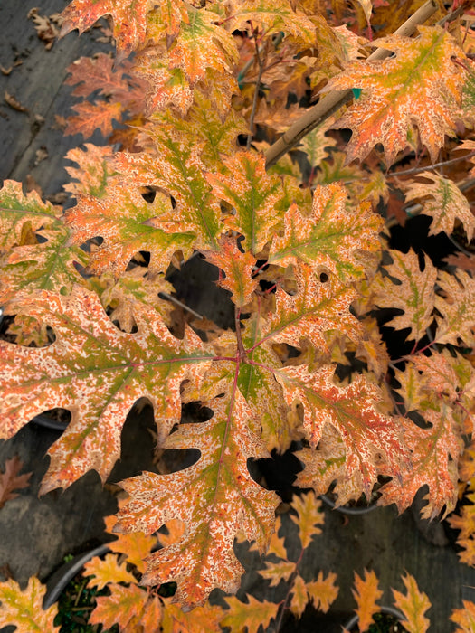 FOR PICKUP ONLY | Quercus rubra 'Greg’s Variegated' Variegated Red Oak Tree | DOES NOT SHIP