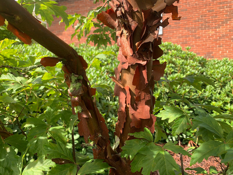 - Acer griseum - Paperbark Maple - Mr Maple │ Buy Japanese Maple Trees