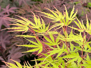 - Acer palmatum 'Green Strap' Rare Japanese Maple - Mr Maple │ Buy Japanese Maple Trees
