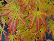 - Acer shirasawanum 'Royalty' Red Full Moon Japanese Maple - Mr Maple │ Buy Japanese Maple Trees