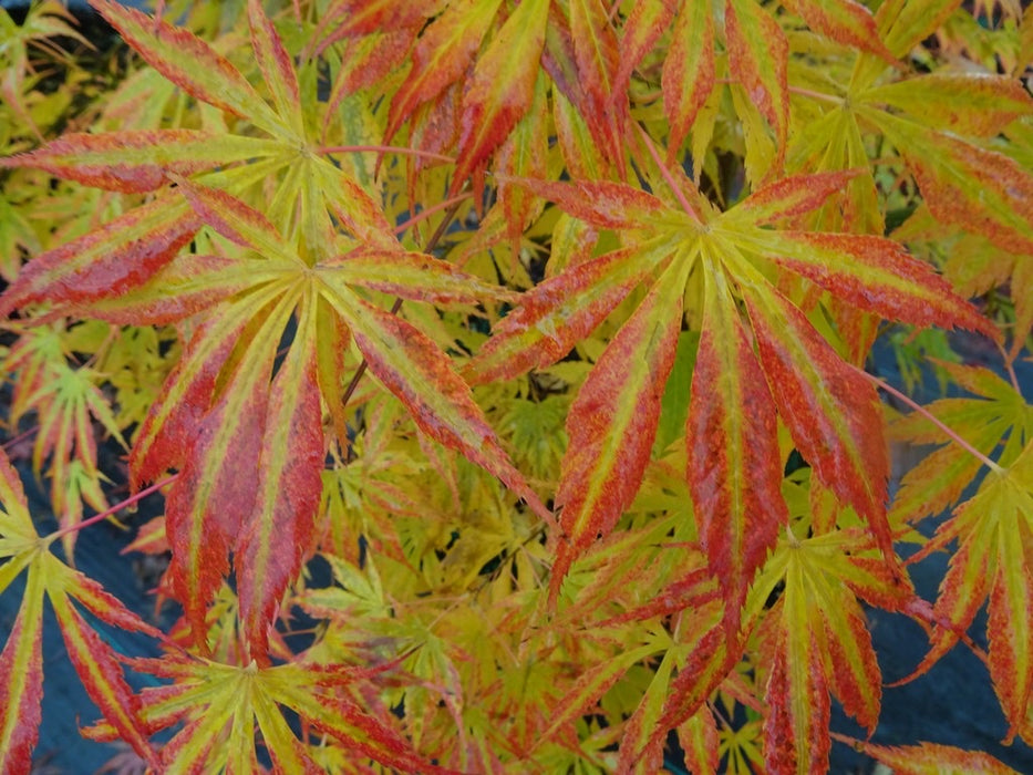 Acer shirasawanum 'Royalty' Red Full Moon Japanese Maple