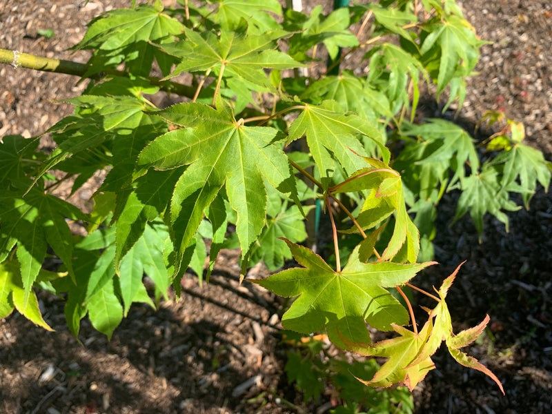 - Acer palmatum 'Rikuzen shidare' Weeping Japanese Maple - Mr Maple │ Buy Japanese Maple Trees