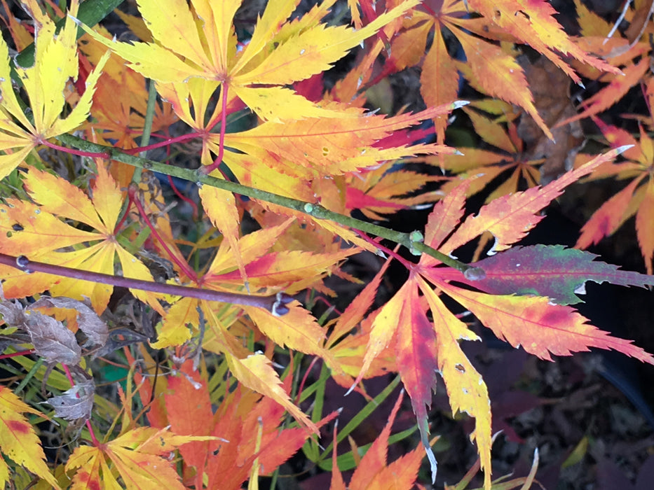 Acer palmatum 'Elwha' Japanese Maple