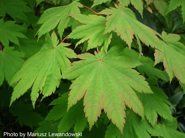 - Acer japonicum 'Vitifolium' Large Leaf Full Moon Japanese Maple - Mr Maple │ Buy Japanese Maple Trees