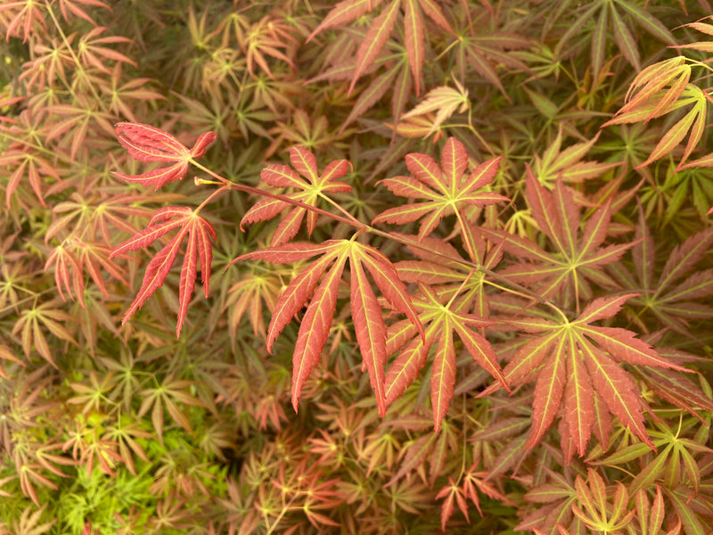 - Acer shirasawanum 'Bronze Age' Bronze Full Moon Japanese Maple - Mr Maple │ Buy Japanese Maple Trees