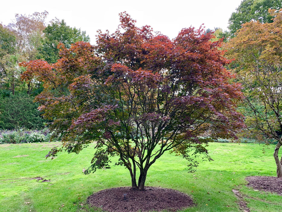 Acer palmatum 'Emperor 1' Japanese Maple Tree