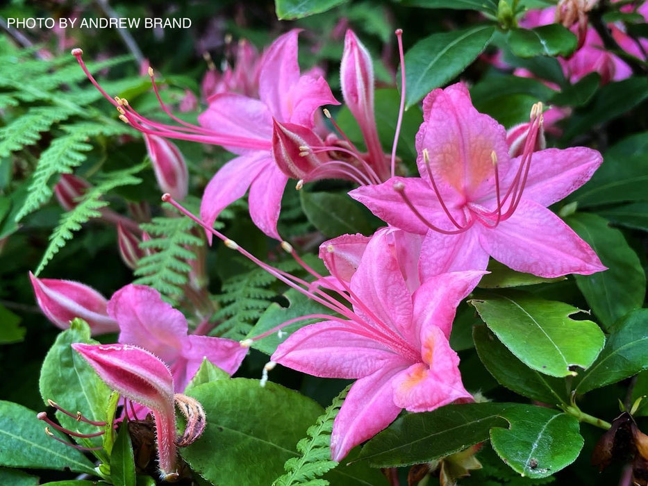Azalea 'Weston’s Pennsylvania’ Pink Flowers Deciduous Azalea