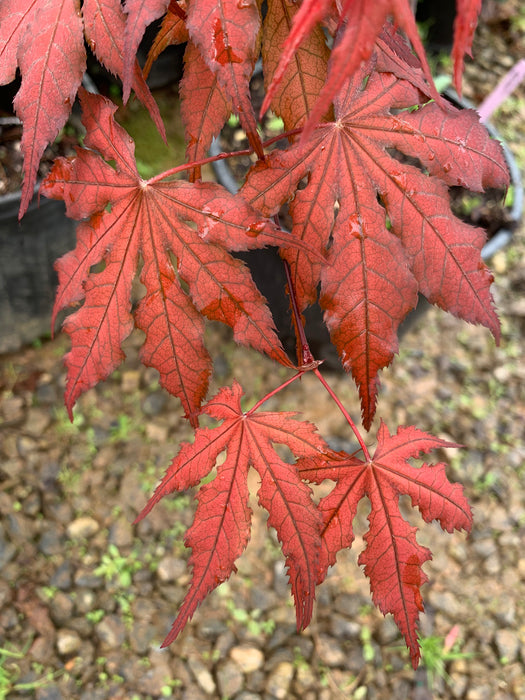Acer palmatum 'Black Hole' Japanese Maple