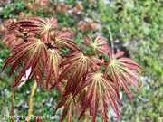 - Acer palmatum 'Jeddeloh Orange' Weeping Japanese Maple - Mr Maple │ Buy Japanese Maple Trees