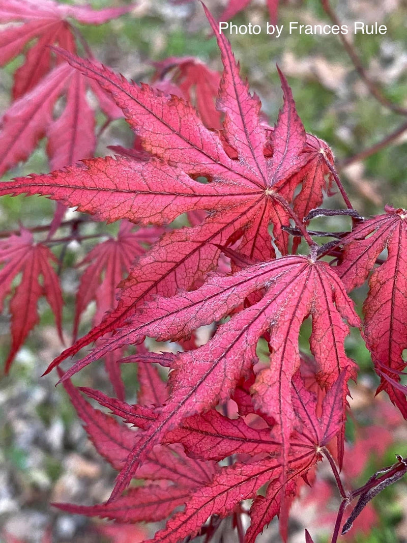 - FOR PICKUP ONLY | Acer palmatum 'Purple Ghost' Japanese Maple | DOES NOT SHIP - Mr Maple │ Buy Japanese Maple Trees
