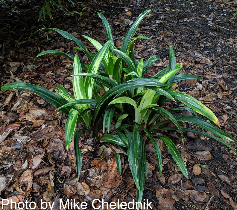 Rohdea japonica 'Shiro botan' Variegated Omoto Sacred Lily
