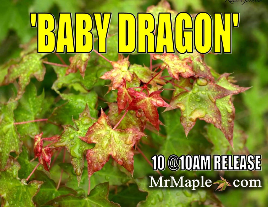 Acer truncatum 'Baby Dragon' Dwarf Shantung Maple