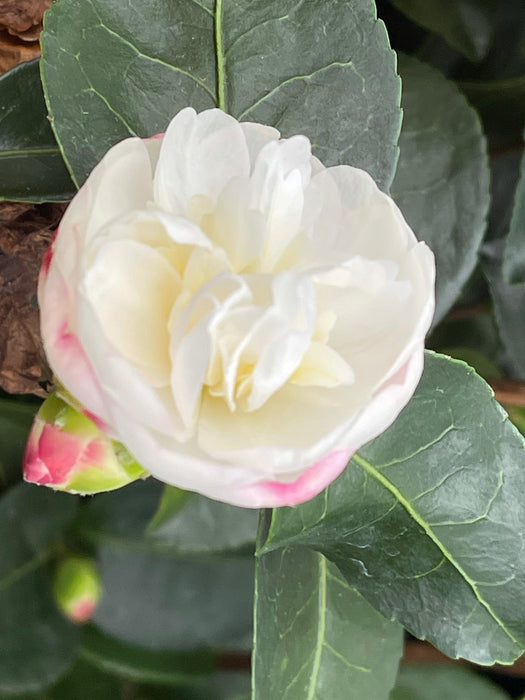 Camellia sasanqua 'Northern Lights' White Flowering Camellia