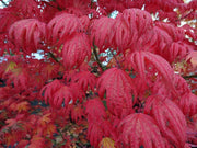 - Acer palmatum x 'Purple Curl' Japanese Maple - Mr Maple │ Buy Japanese Maple Trees