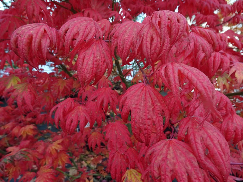 - Acer palmatum x 'Purple Curl' Japanese Maple - Mr Maple │ Buy Japanese Maple Trees