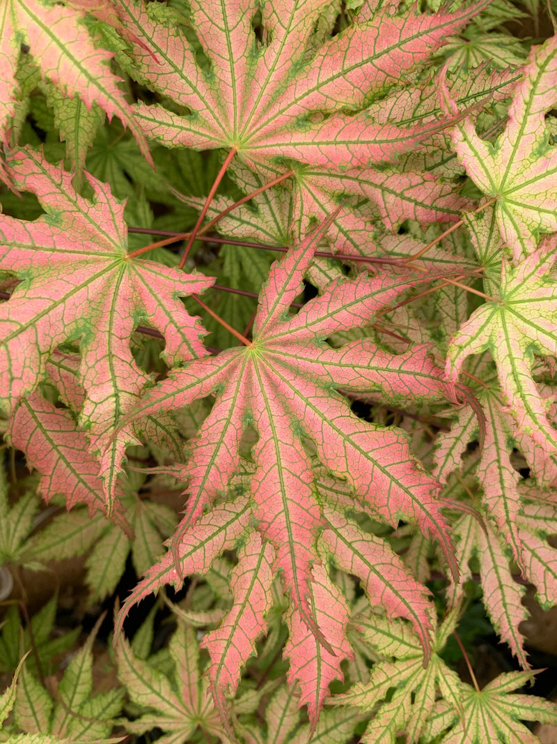 - Acer palmatum 'Firefly' Japanese Maple - Mr Maple │ Buy Japanese Maple Trees