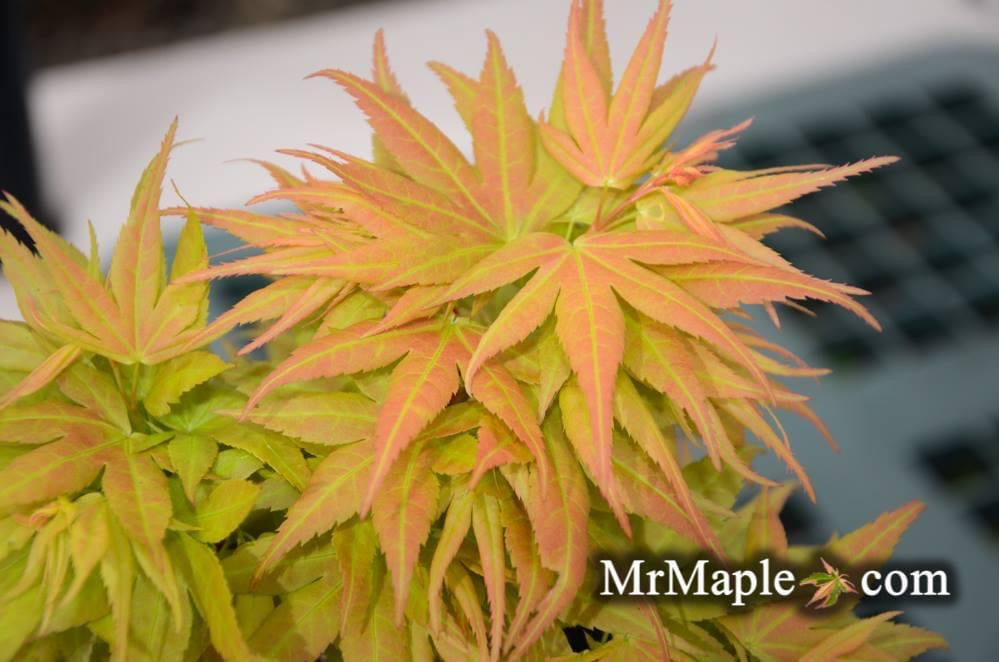Acer palmatum 'Beni mikawa' Rare Dwarf Japanese Maple