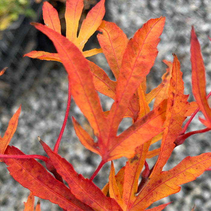 FOR PICKUP ONLY | Acer sieboldianum 'Shoryu-no-tsume' Claw of the Dragon Full Moon Japanese Maple | DOES NOT SHIP