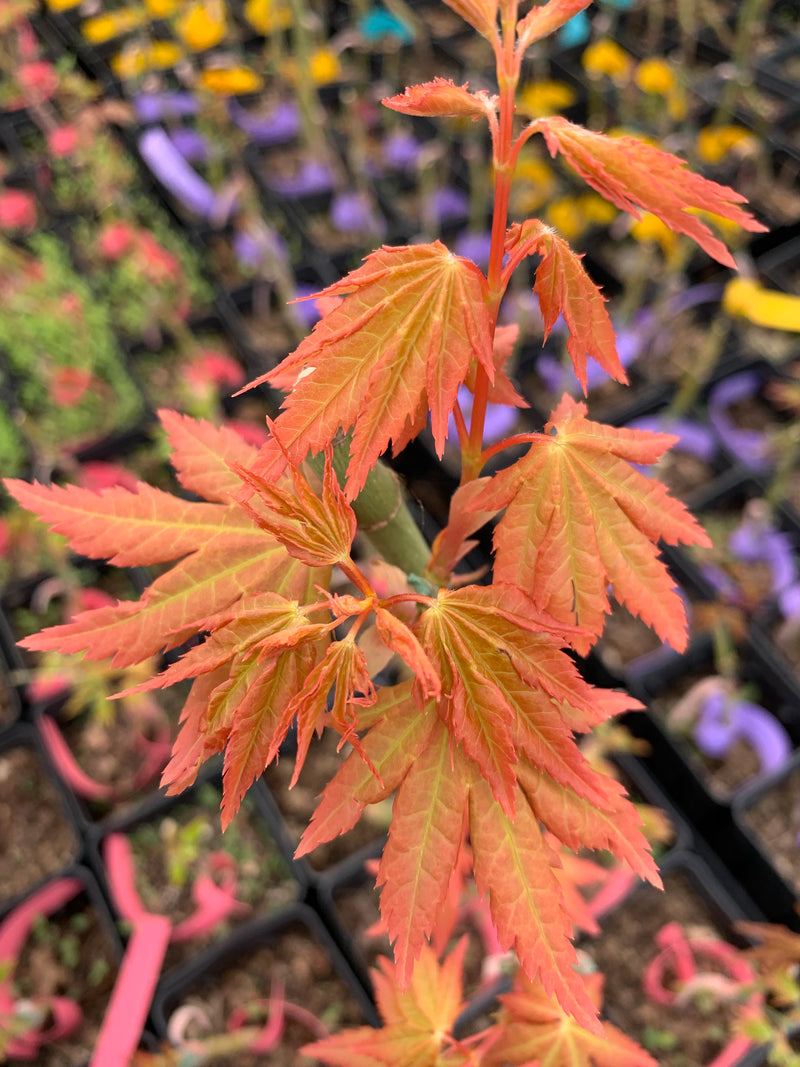 - Acer palmatum 'Dragon Master' Golden Weeping Japanese Maple - Mr Maple │ Buy Japanese Maple Trees