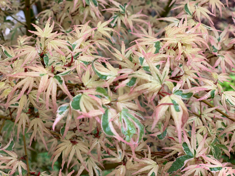 Acer palmatum 'Okukuji nishiki' Japanese Maple