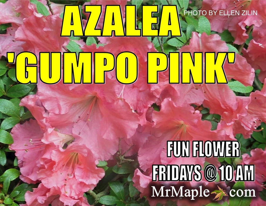 Azalea 'Gumpo Pink’ Light Pink Satsuki Azalea