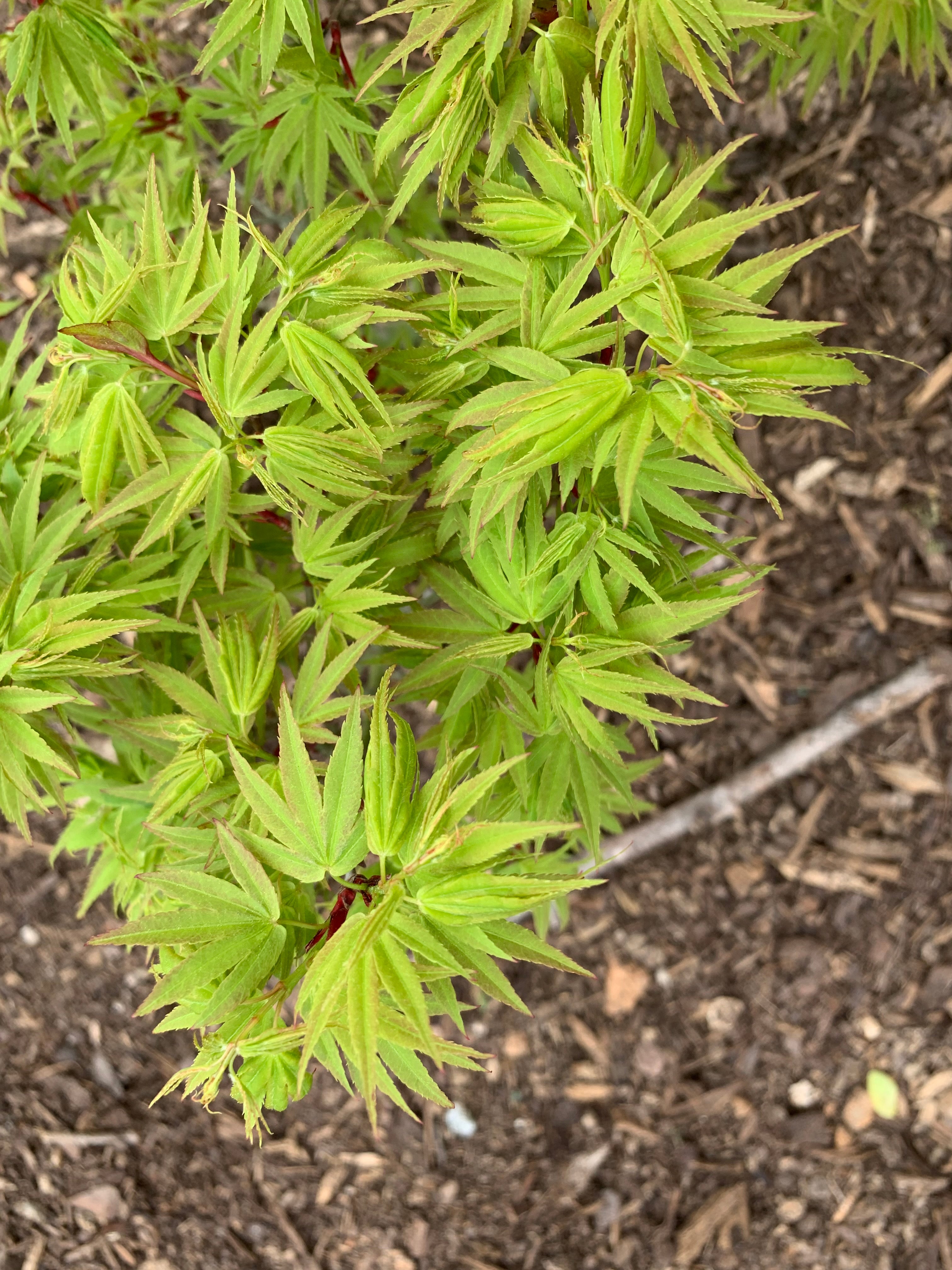 Acer palmatum Kryptonite™ Japanese Maple — Mr Maple │ Buy