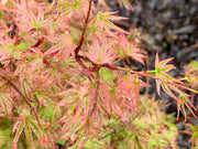 - Acer palmatum 'Ikandi' Japanese Maple - Mr Maple │ Buy Japanese Maple Trees